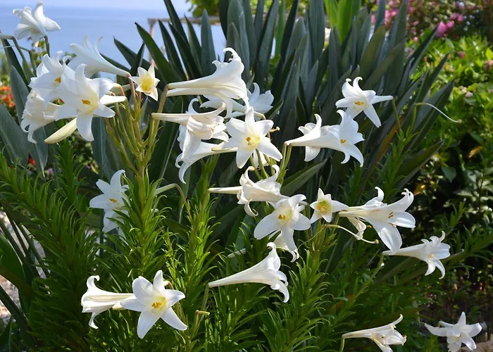 Hotel Aphrodite Polis