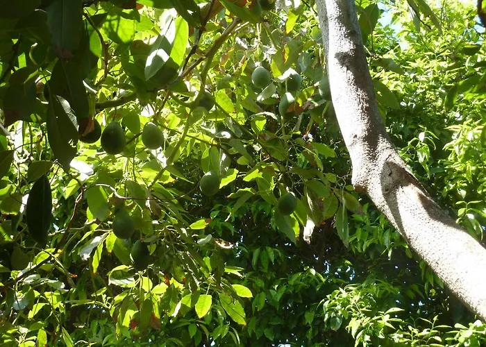 Aphrodite Hotel Polis