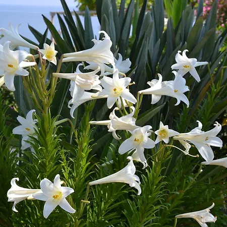 Hotel Aphrodite Beach Polis